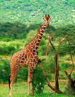 Giraffe in green surroundings in Samburu National Park in Kenya