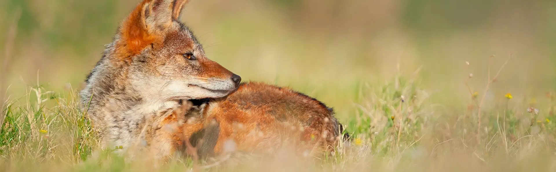 Fox lying in the grass in Kariega Game Reserve