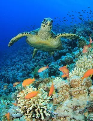 Hawksbill turtle underwater