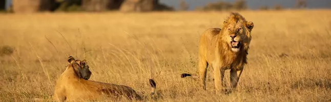 Lion and lioness on the Serengeti