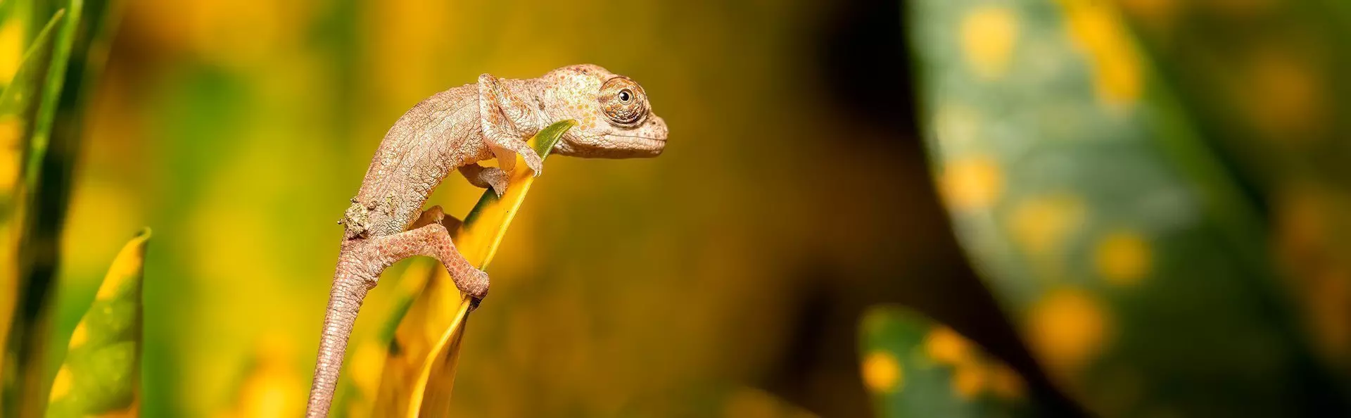 Chameleon in Ranomafana National Park in Madagascar