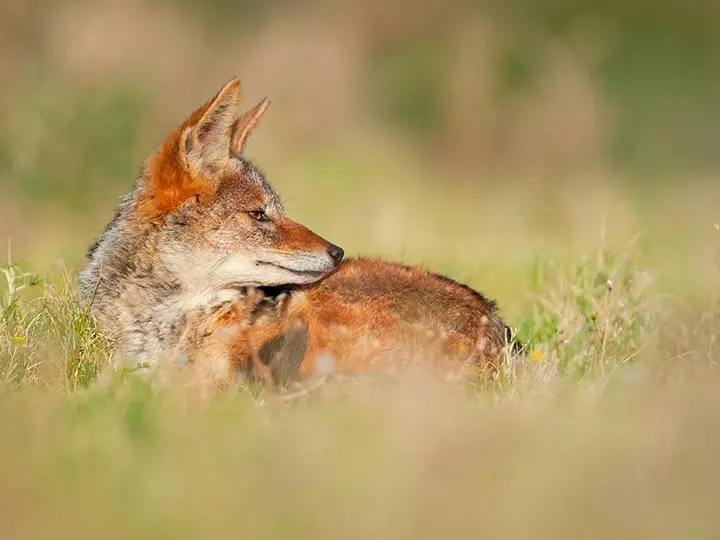 Fox lying in the grass in Kariega Game Reserve