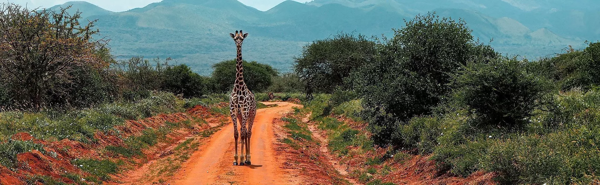 A lone giraffe stands on a dirt road in Tsavo, Kenya