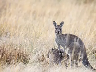 Kangaroo in the grass in Australia