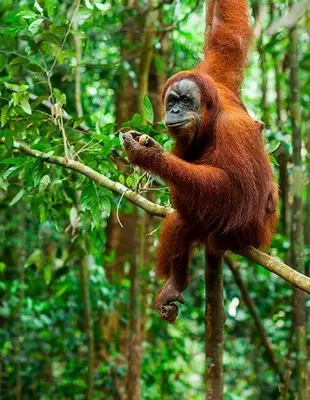 Orangutan in the wilderness of Sumatra