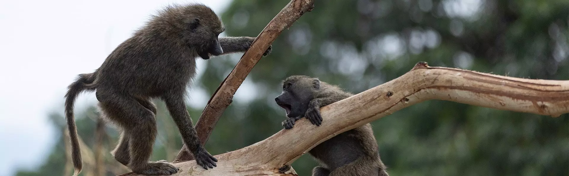 Monkeys playing in a tree