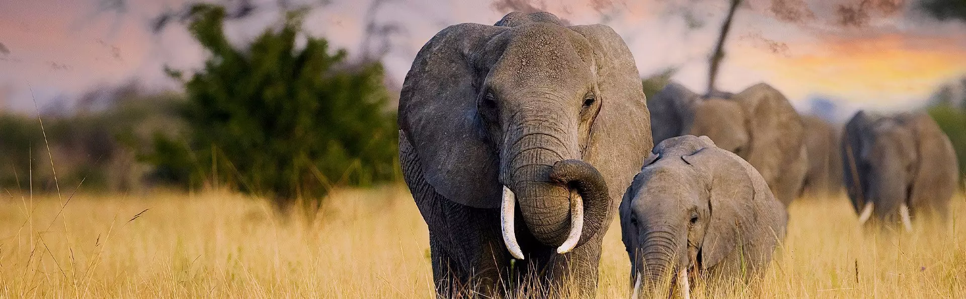 Elephants walk in the sunset on the savannah