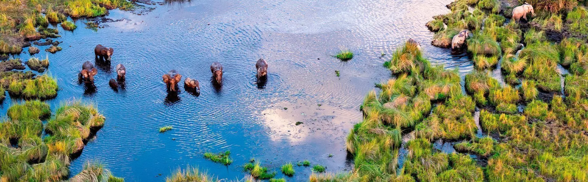 Elephants in the Okavango Delta