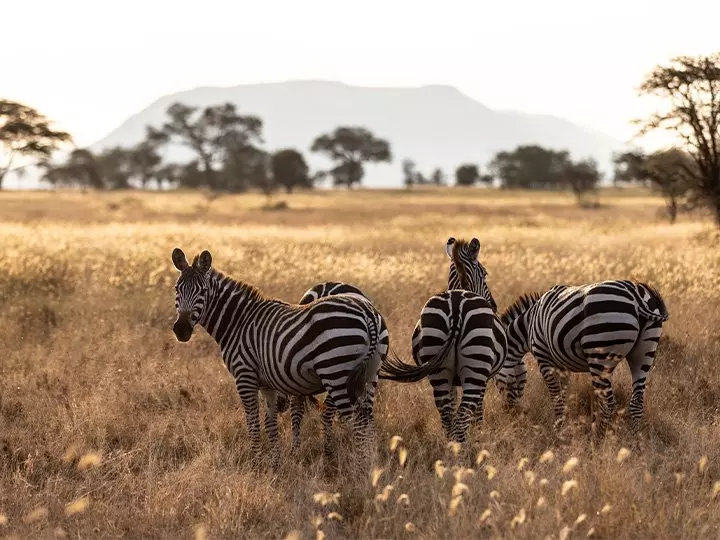 Zebras on the Serengeti savannah