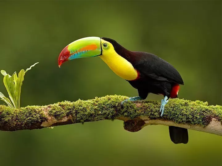 Keel-billed toucan in the wild in Costa Rica