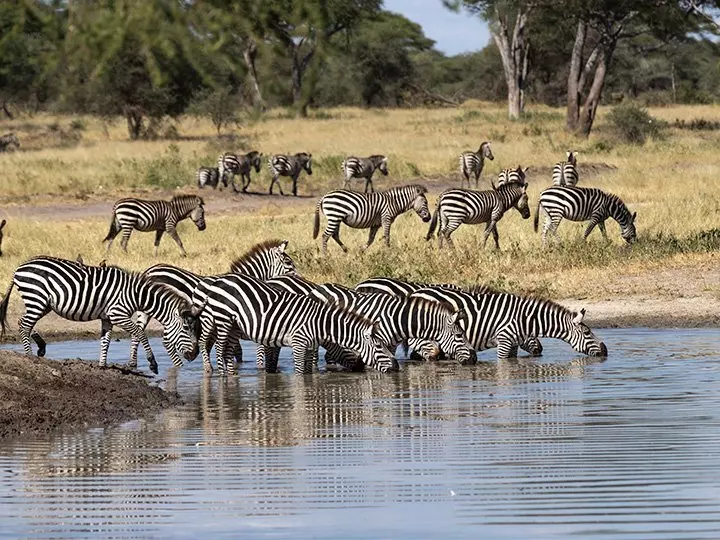 Zebras drinking by river in Tarangire National Park, Tanzania