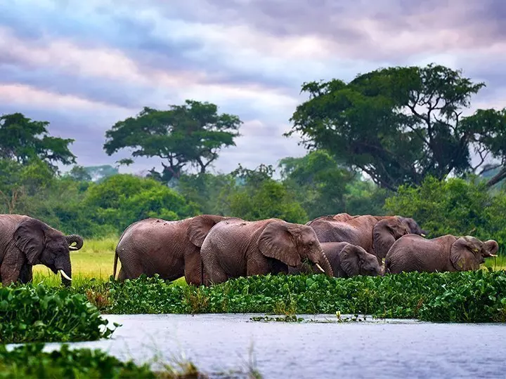 Elephants in Murchison Falls National Park, Uganda
