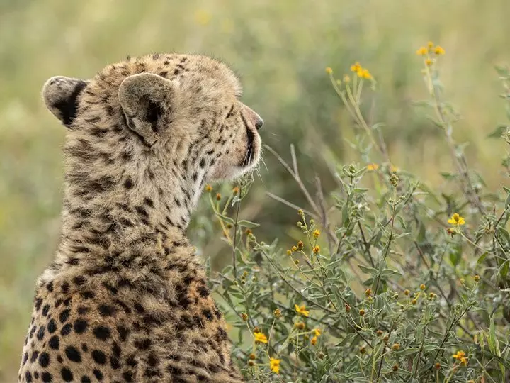 Cheetah peering at the horizon in Serengeti National Park