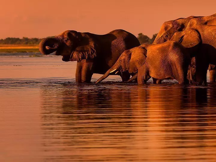 Elephants at sunset by the Chobe River in Botswana