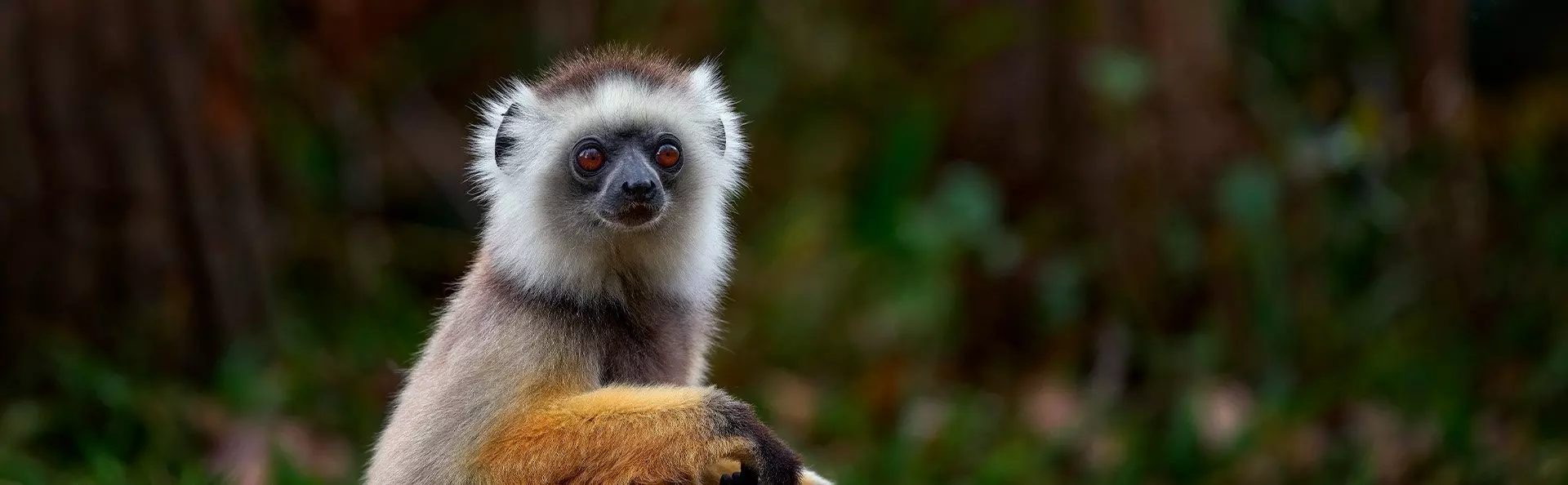 Sifika lemur in Andisabe-Mantadia National Park in Madagascar