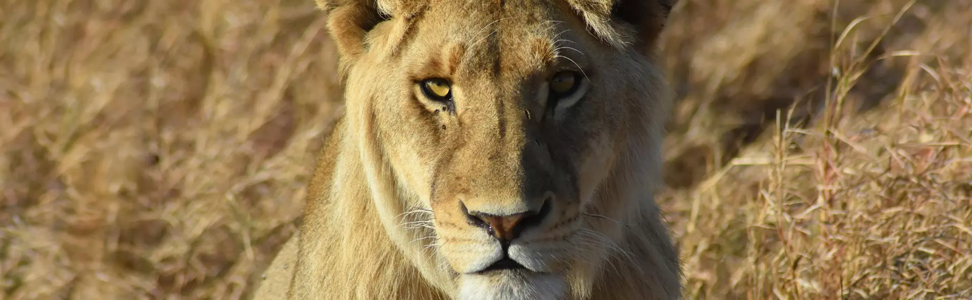 Lion in Serengeti looks directly into the camera