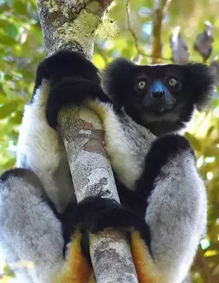 Indri lemur sitting in a tree in Andasabi-Mantadida National Park