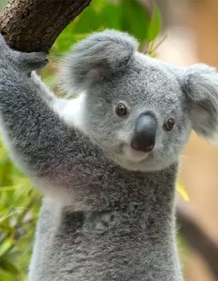 Koala, Australia