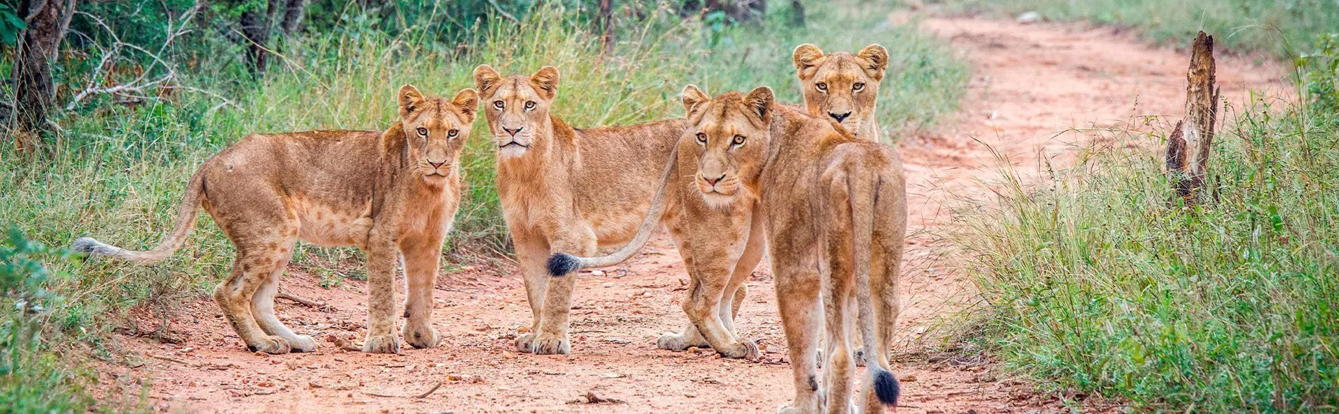 A group of lionesses in Kapama Private Game Reserve