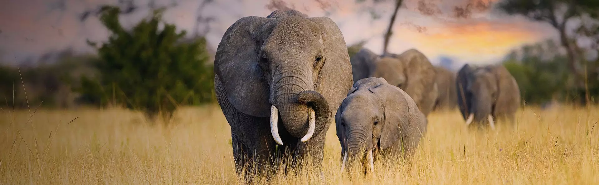 Africa Safari Holidays