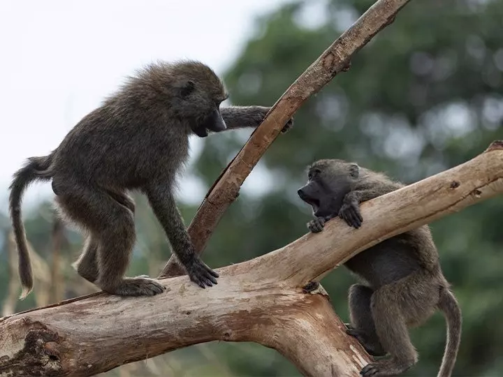 Monkeys playing in a tree