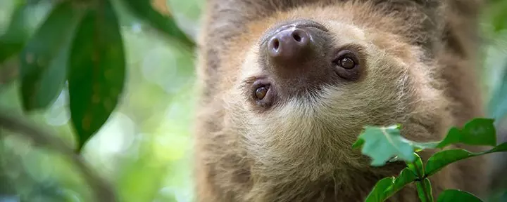 Two-toed sloth hanging from a tree in the jungle of Costa Rica