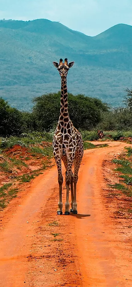 A giraffe stands on a red dirt road in Tsavo National Park, Kenya