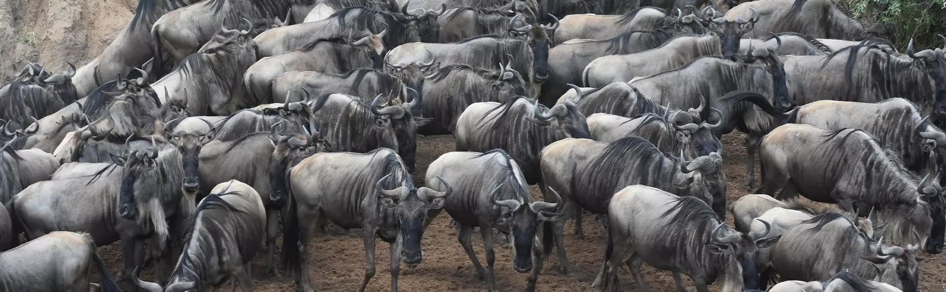 Large number of wildebeest by the Mara River