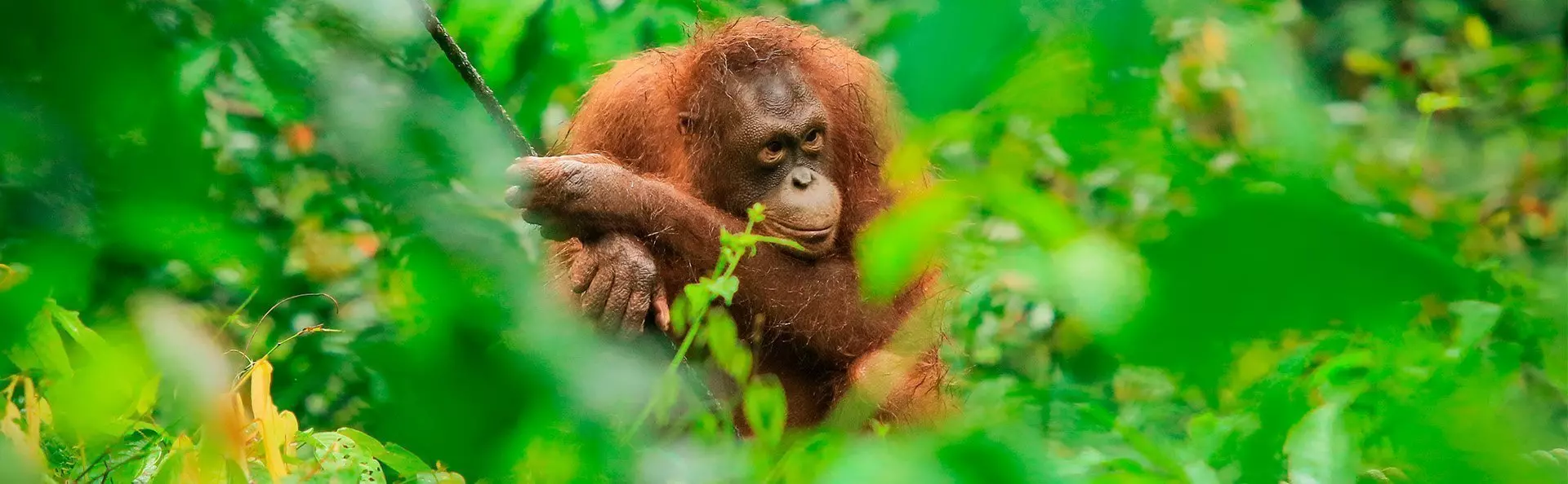 Orangutan visible through the thicket at Sepilok Orangutan Rehabilitation Centre in Borneo, Malaysia