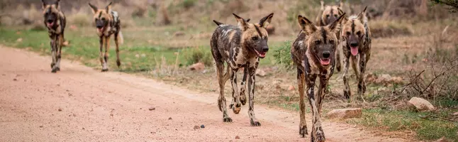 Wild dogs in Kruger National Park