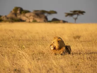 Lion on the Serengeti plain