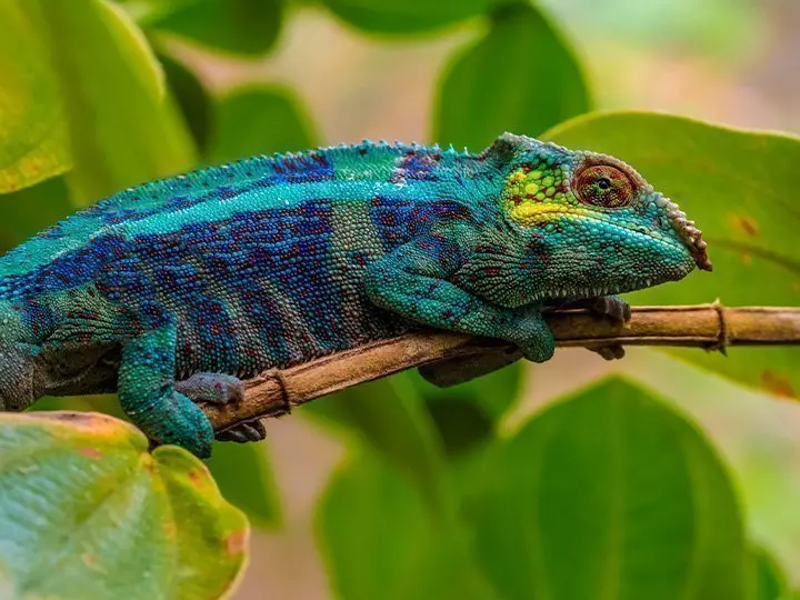 Chameleon in Andasibe National Park in Madagascar