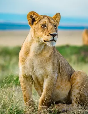 Lioness in the Masai Mara