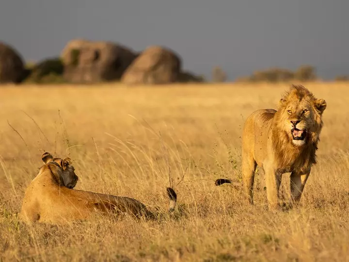 Lion and lioness on the Serengeti