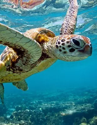 Sea turtle in the Great Barrier Reef
