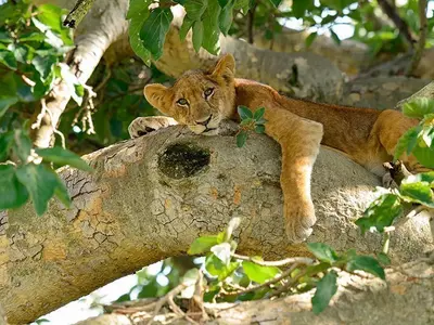 Lion cub in a tree in Uganda