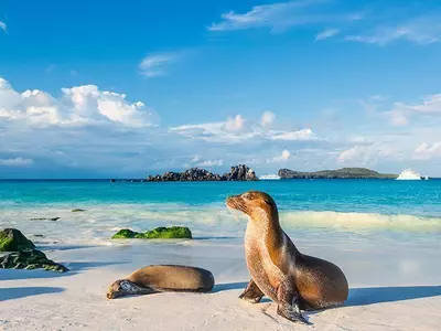 Galapagos sea lions basking in the last rays of sunlight on the beach on the island of Espanola, Galapagos Islands