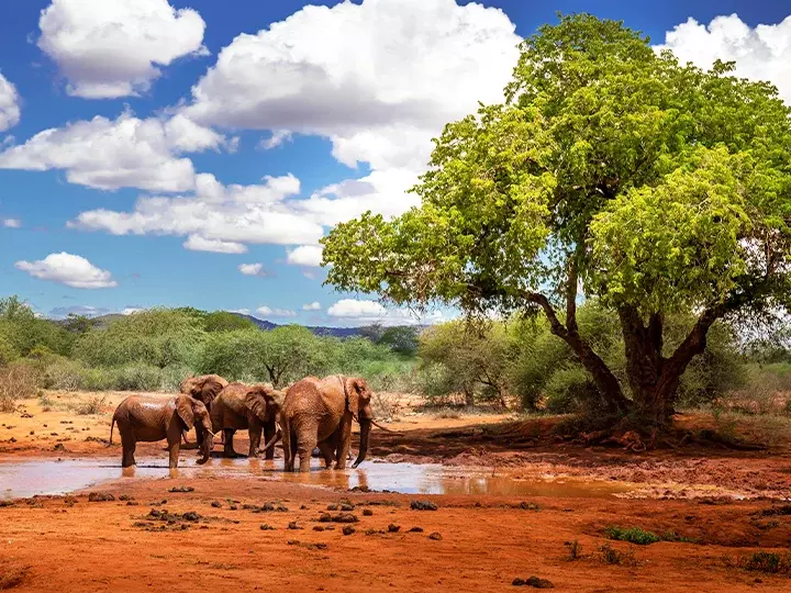 Elephants at a waterhole in Tsavo National Park, Kenya