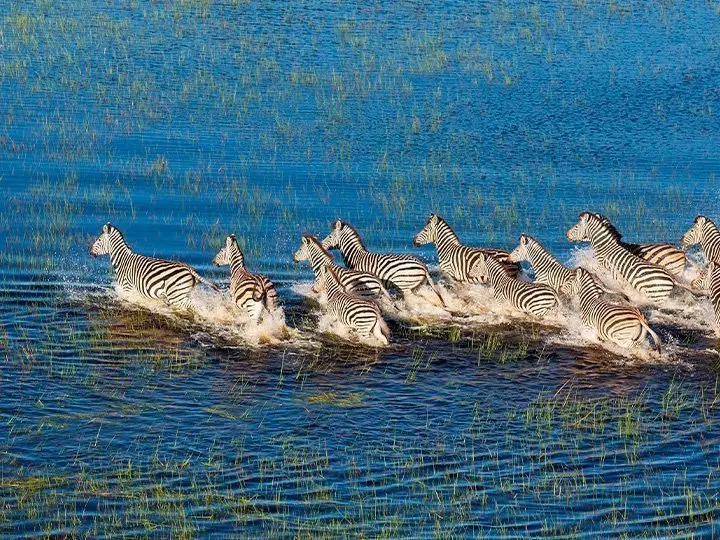 Zebras in the Okavango Delta in Botswana