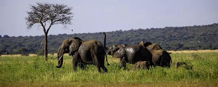 Herd of elephants in Tarangire, Tanzania