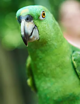Portrait of a green Amazon parrot