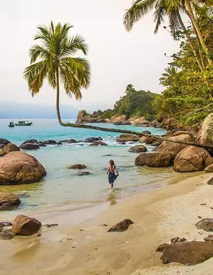 Palm tree on the beach on the beautiful island of Ilha Grande, Brazil