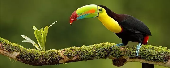 Keel-billed toucan in the wild in Costa Rica
