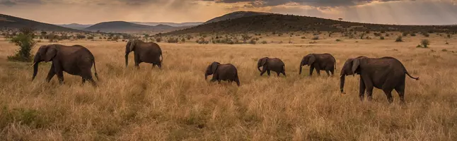 Elephants walk into the sunset on the Masai Mara
