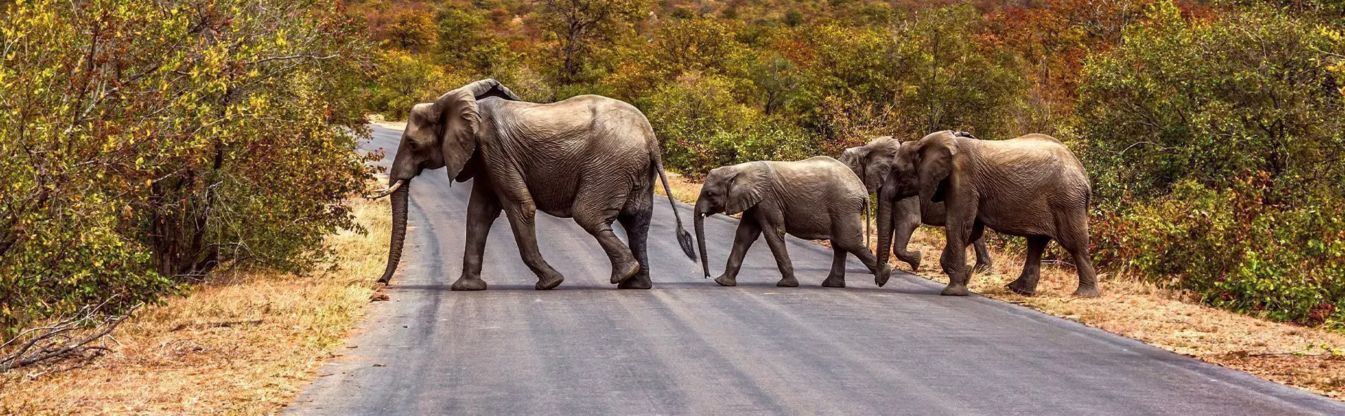 Elephant family crossing the road in Kruger National Park