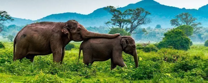 Two elephants walk in the green landscape of Minneriya in Sri Lanka