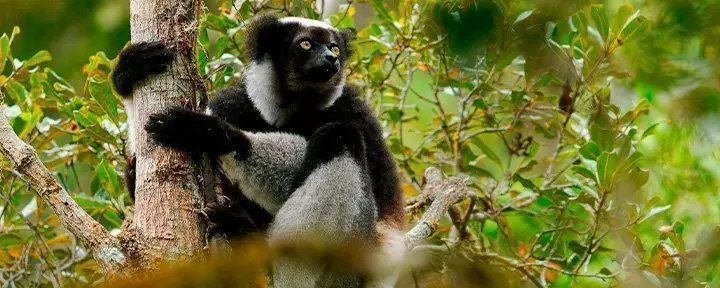 Indri lemur in Andasibe-Mantadia National Park in Madagascar