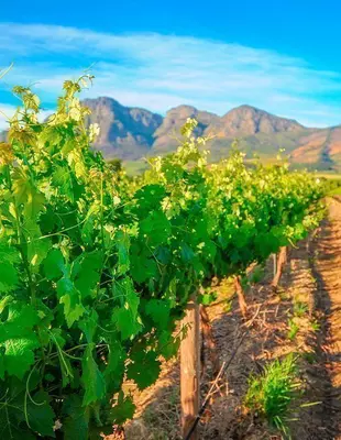 Vineyard with mountains in the background