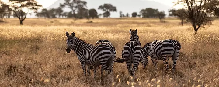 Zebras on the Serengeti savannah