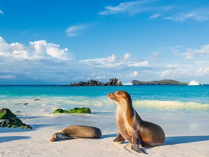 Galapagos sea lions basking in the last rays of sunlight on the beach on the island of Espanola, Galapagos Islands